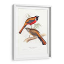 Trogonos Tropicales Iv - John Gould | Cuadro decorativo de Canvas Lab