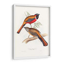 Trogonos Tropicales Iv - John Gould | Cuadro decorativo de Canvas Lab