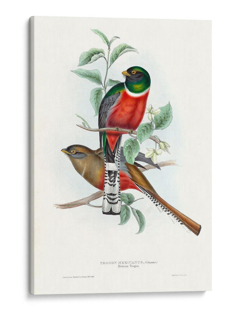 Trogones Tropicales V - John Gould | Cuadro decorativo de Canvas Lab