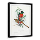 Trogones Tropicales V - John Gould | Cuadro decorativo de Canvas Lab