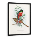 Trogones Tropicales V - John Gould | Cuadro decorativo de Canvas Lab