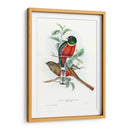 Trogones Tropicales V - John Gould | Cuadro decorativo de Canvas Lab