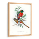 Trogones Tropicales V - John Gould | Cuadro decorativo de Canvas Lab