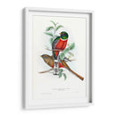 Trogones Tropicales V - John Gould | Cuadro decorativo de Canvas Lab
