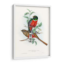 Trogones Tropicales V - John Gould | Cuadro decorativo de Canvas Lab