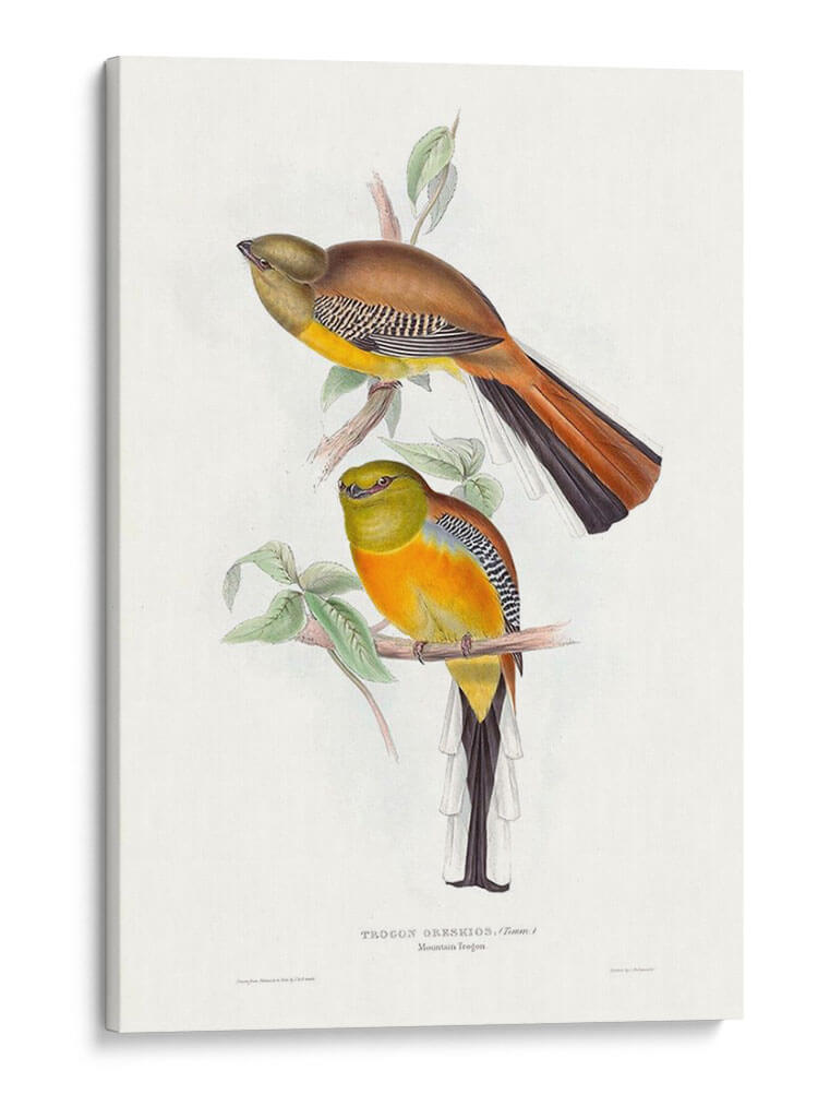 Trogones Tropicales Vi - John Gould | Cuadro decorativo de Canvas Lab