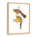 Trogones Tropicales Vi - John Gould | Cuadro decorativo de Canvas Lab