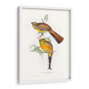 Trogones Tropicales Vi - John Gould | Cuadro decorativo de Canvas Lab