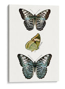Espécimen De Mariposa I - Vision Studio | Cuadro decorativo de Canvas Lab