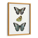 Espécimen De Mariposa I - Vision Studio | Cuadro decorativo de Canvas Lab
