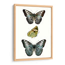 Espécimen De Mariposa I - Vision Studio | Cuadro decorativo de Canvas Lab
