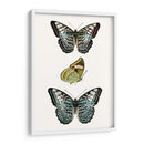 Espécimen De Mariposa I - Vision Studio | Cuadro decorativo de Canvas Lab