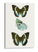 Espécimen De Mariposa Ii - Vision Studio | Cuadro decorativo de Canvas Lab