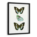 Espécimen De Mariposa Ii - Vision Studio | Cuadro decorativo de Canvas Lab