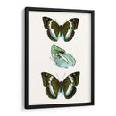 Espécimen De Mariposa Ii - Vision Studio | Cuadro decorativo de Canvas Lab