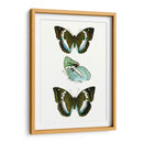 Espécimen De Mariposa Ii - Vision Studio | Cuadro decorativo de Canvas Lab