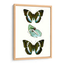 Espécimen De Mariposa Ii - Vision Studio | Cuadro decorativo de Canvas Lab