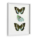 Espécimen De Mariposa Ii - Vision Studio | Cuadro decorativo de Canvas Lab
