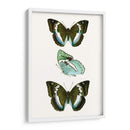 Espécimen De Mariposa Ii - Vision Studio | Cuadro decorativo de Canvas Lab