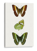 Espécimen De Mariposa Iii - Vision Studio | Cuadro decorativo de Canvas Lab
