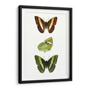 Espécimen De Mariposa Iii - Vision Studio | Cuadro decorativo de Canvas Lab