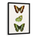 Espécimen De Mariposa Iii - Vision Studio | Cuadro decorativo de Canvas Lab