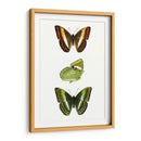 Espécimen De Mariposa Iii - Vision Studio | Cuadro decorativo de Canvas Lab