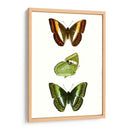 Espécimen De Mariposa Iii - Vision Studio | Cuadro decorativo de Canvas Lab