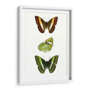 Espécimen De Mariposa Iii - Vision Studio | Cuadro decorativo de Canvas Lab