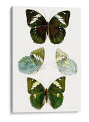 Espécimen De Mariposa Iv - Vision Studio | Cuadro decorativo de Canvas Lab