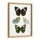 Espécimen De Mariposa Iv - Vision Studio | Cuadro decorativo de Canvas Lab