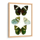 Espécimen De Mariposa Iv - Vision Studio | Cuadro decorativo de Canvas Lab