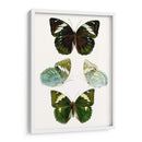 Espécimen De Mariposa Iv - Vision Studio | Cuadro decorativo de Canvas Lab