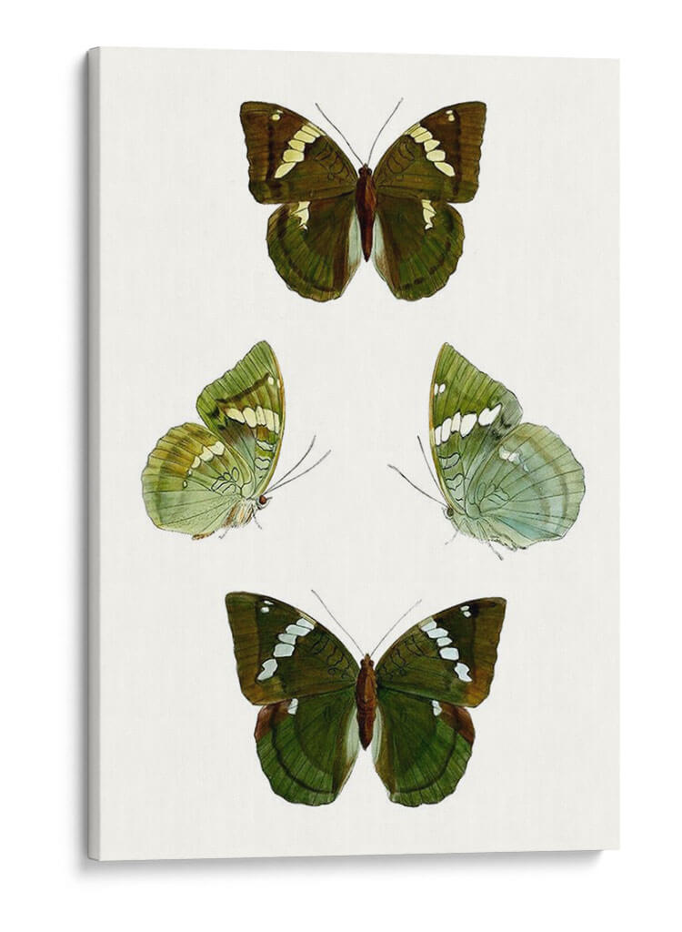 Espécimen De Mariposa V - Vision Studio | Cuadro decorativo de Canvas Lab