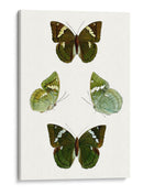 Espécimen De Mariposa V - Vision Studio | Cuadro decorativo de Canvas Lab