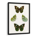 Espécimen De Mariposa V - Vision Studio | Cuadro decorativo de Canvas Lab