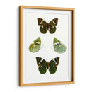 Espécimen De Mariposa V - Vision Studio | Cuadro decorativo de Canvas Lab