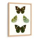 Espécimen De Mariposa V - Vision Studio | Cuadro decorativo de Canvas Lab