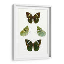 Espécimen De Mariposa V - Vision Studio | Cuadro decorativo de Canvas Lab