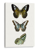 Espécimen De Mariposa Vi - Vision Studio | Cuadro decorativo de Canvas Lab