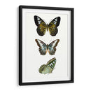 Espécimen De Mariposa Vi - Vision Studio | Cuadro decorativo de Canvas Lab