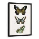 Espécimen De Mariposa Vi - Vision Studio | Cuadro decorativo de Canvas Lab
