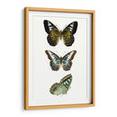 Espécimen De Mariposa Vi - Vision Studio | Cuadro decorativo de Canvas Lab