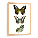 Espécimen De Mariposa Vi - Vision Studio | Cuadro decorativo de Canvas Lab