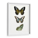 Espécimen De Mariposa Vi - Vision Studio | Cuadro decorativo de Canvas Lab