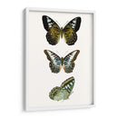 Espécimen De Mariposa Vi - Vision Studio | Cuadro decorativo de Canvas Lab