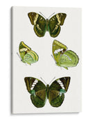 Espécimen De Mariposa Vii - Vision Studio | Cuadro decorativo de Canvas Lab