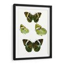 Espécimen De Mariposa Vii - Vision Studio | Cuadro decorativo de Canvas Lab