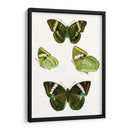 Espécimen De Mariposa Vii - Vision Studio | Cuadro decorativo de Canvas Lab