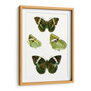 Espécimen De Mariposa Vii - Vision Studio | Cuadro decorativo de Canvas Lab